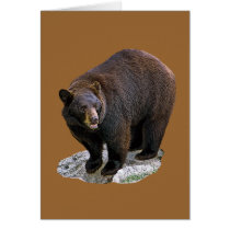Bear Drawing Gift cards