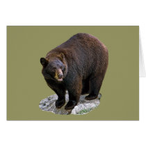 Bear Drawing Gift cards