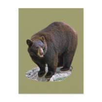 Bear Drawing Gift postcards by kphotos Bear Drawing Gift postcards