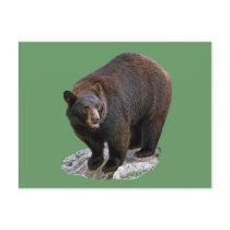 Bear Drawing Gift postcards by kphotos Bear Drawing Gift postcards
