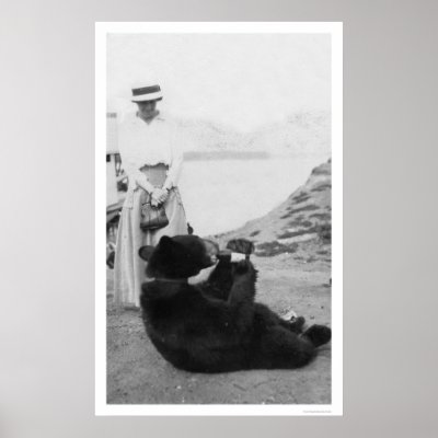 Bear Drinking In Alaska 1910 Poster by lc_alaska