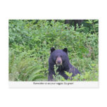 Bear Eating His Veggies Postcards