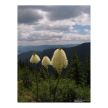 Bear Grass posters by woehler Bear Grass posters