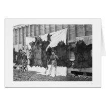 Bear Hunting Alaska 1906 cards by lc_alaska Bear Hunting Alaska 1906 cards