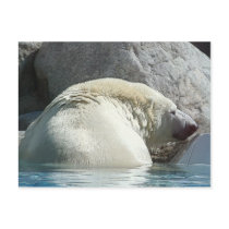 Bear II Post Cards