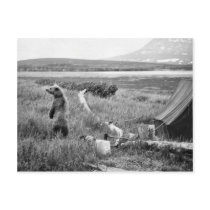 Bear in Camp Post Card