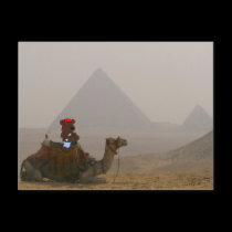 'Bear in Egypt' Postcard