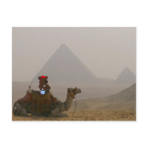 'Bear in Egypt' Postcard