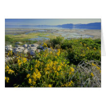 BEAR LAKE, UT, US, monkey-flower & tumbleweed, Cards
