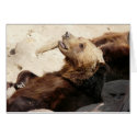 bear looking up cards