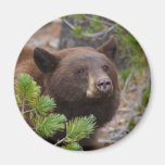 bear magnet