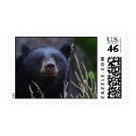 bear postage stamp