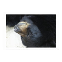 bear posters