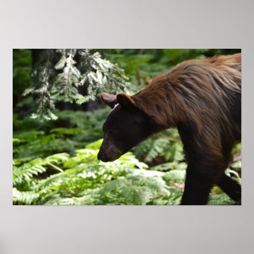 Bear Poster