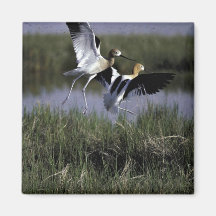 Bear River Migratory Bird Refuge Magnets