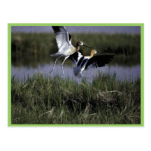 Bear River Migratory Bird Refuge Post Cards