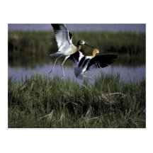 Bear River Migratory Bird Refuge Post Cards
