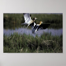 Bear River Migratory Bird Refuge Print