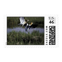 Bear River Migratory Bird Refuge Stamps