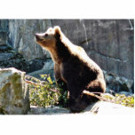 Bear Sniffing The Air In Wild Photo Cutout