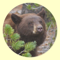 bear stickers