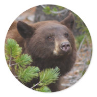 bear sticker