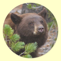 bear stickers