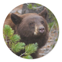bear stickers by WorldDesign bear stickers