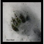 Bear Track Poster print