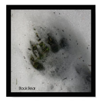 Bear Track Poster posters