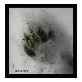 Bear Track Poster print