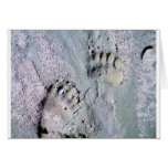 bear tracks greeting card