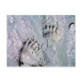 bear tracks postcard