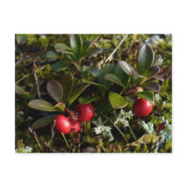 Bearberries, Unalaska Island Postcards