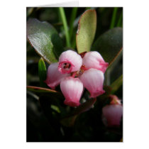 Bearberry Blossoms, Arctostaphylos uva-ursi Greeting Card