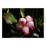 Bearberry Blossoms, Arctostaphylos uva-ursi Cards
