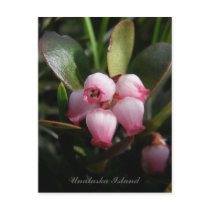 Bearberry Blossoms, Unalaska Island Postcard