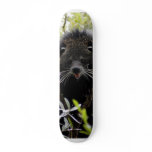 binturong, bearcat, asia, asian, asian animals,