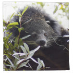 Bearcat 005 napkins