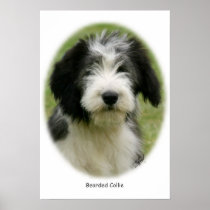 Bearded Collie 9Y049D-018 Print