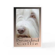 Bearded Collie Cards