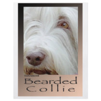 Bearded Collie Flyer Design