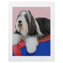 Bearded collie flyers