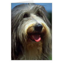 Bearded Collie cards