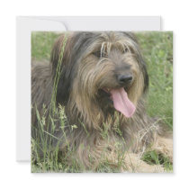 Bearded Collie Invitation