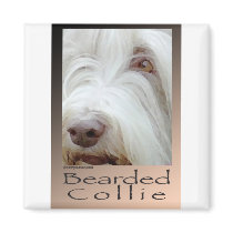 Bearded Collie Magnets
