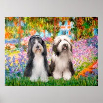 Bearded Collie Pair 2 - Garden Poster