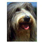 Bearded Collie Post Cards