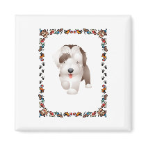 Bearded Collie Puppy