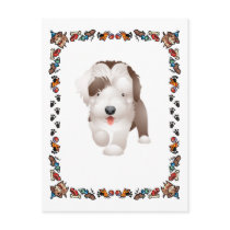 Bearded Collie Puppy
